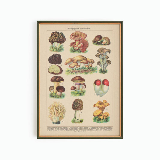 Vintage Mushrooms of France Print Poster - Muse + Moonstone